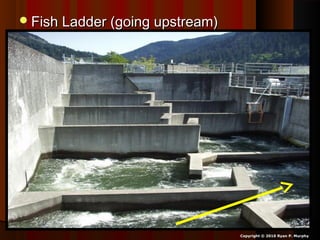 Fish Ladder (going upstream)Fish Ladder (going upstream)
Copyright © 2010 Ryan P. Murphy
 