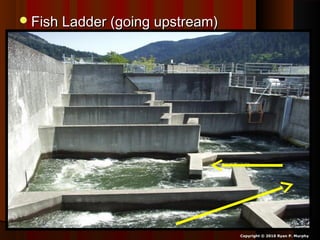 Fish Ladder (going upstream)Fish Ladder (going upstream)
Copyright © 2010 Ryan P. Murphy
 