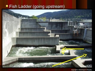 Fish Ladder (going upstream)Fish Ladder (going upstream)
Copyright © 2010 Ryan P. Murphy
 