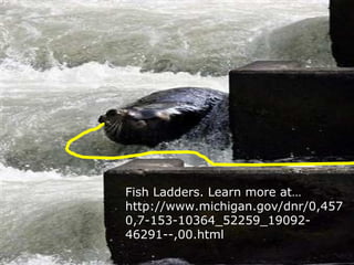 Fish Ladders. Learn more at…
http://www.michigan.gov/dnr/0,457
0,7-153-10364_52259_19092-
46291--,00.html
 