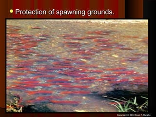Protection of spawning grounds.Protection of spawning grounds.
Copyright © 2010 Ryan P. Murphy
 