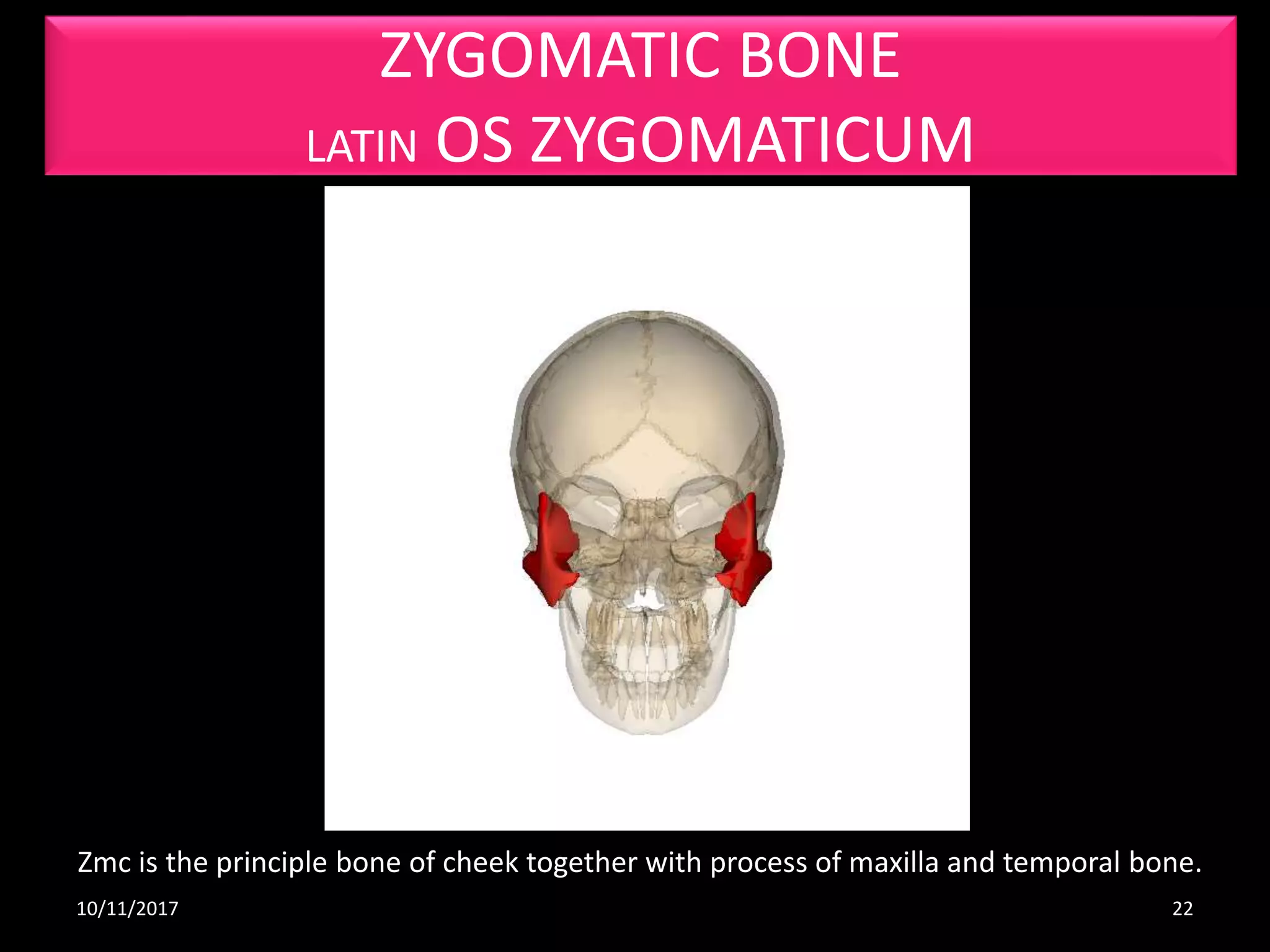 Osteological and radiological anatomy of skull and cervical (Part 2) | PPTX