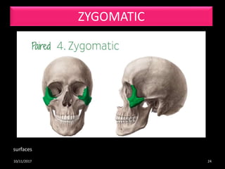 Osteological and radiological anatomy of skull and cervical (Part 2) | PPTX