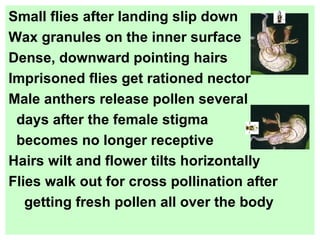 Small flies after landing slip down Wax granules on the inner surface Dense, downward pointing hairs Imprisoned flies get rationed nector Male anthers release pollen several  days after the female stigma  becomes no longer receptive  Hairs wilt and flower tilts horizontally Flies walk out for cross pollination after  getting fresh pollen all over the body  