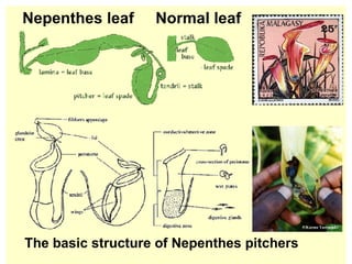 Nepenthes leaf  Normal leaf The basic structure of Nepenthes pitchers 