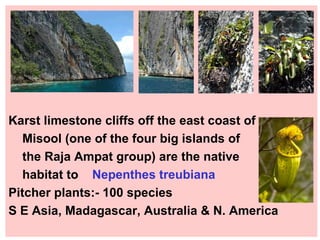 Karst limestone cliffs off the east coast of Misool (one of the four big islands of the Raja Ampat group) are the native  habitat to  Nepenthes treubiana Pitcher plants:- 100 species S E Asia, Madagascar, Australia & N. America 