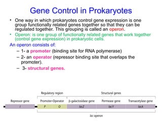 Gene Control in Prokaryotes
• One way in which prokaryotes control gene expression is one
group functionally related genes together so that they can be
regulated together. This grouping is called an operon.
• Operon: is one group of functionally related genes that work together
(control gene expression) in prokaryotic cells.
An operon consists of:
– 1- a promoter (binding site for RNA polymerase)
– 2- an operator (repressor binding site that overlaps the
promoter).
– 3- structural genes.
 