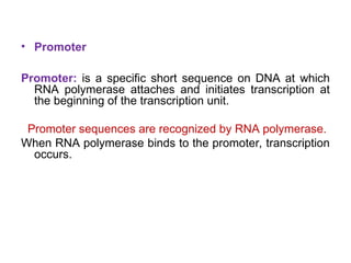 • Promoter
Promoter: is a specific short sequence on DNA at which
RNA polymerase attaches and initiates transcription at
the beginning of the transcription unit.
Promoter sequences are recognized by RNA polymerase.
When RNA polymerase binds to the promoter, transcription
occurs.
 