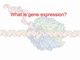 What is gene expression?
 
