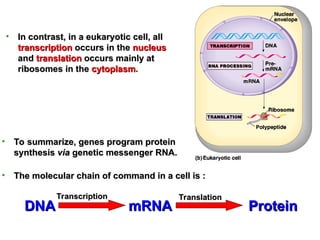 • In contrast, in a eukaryotic cell, all
In contrast, in a eukaryotic cell, all
transcription
transcription occurs in the
occurs in the nucleus
nucleus
and
and translation
translation occurs mainly at
occurs mainly at
ribosomes
ribosomes in the
in the cytoplasm
cytoplasm.
.
• To summarize, genes program protein
To summarize, genes program protein
synthesis
synthesis via
via genetic messenger RNA.
genetic messenger RNA.
• The molecular chain of command in a cell is :
The molecular chain of command in a cell is :
mRNA
mRNA
DNA
DNA
Transcription
Transcription
Protein
Protein
Translation
Translation
 