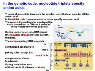• Triplets of nucleotide bases are the smallest units that can code for all the
Triplets of nucleotide bases are the smallest units that can code for all the
amino acid.
amino acid.
• In the
In the triplet code
triplet code three consecutive bases specify an amino acid.
three consecutive bases specify an amino acid.
• The genetic instructions for a polypeptide
The genetic instructions for a polypeptide
chain are written in DNA as a series of
chain are written in DNA as a series of
three-nucleotide words (triplets).
three-nucleotide words (triplets).
In the genetic code, nucleotide triplets specify
amino acids
• During transcription, one DNA strand
During transcription, one DNA strand
(the
(the template strand)
template strand) provides an RNA
provides an RNA
template.
template.
• The complementary RNA molecule
The complementary RNA molecule
is
is
synthesized according to
synthesized according to
base-
base-
pairing rules, except that
pairing rules, except that
uracil
uracil is the
is the
complementary base
complementary base
to adenine.
to adenine.
• During translation, sets
During translation, sets
of three nucleotide bases (
of three nucleotide bases (codons
codons),
,
are
 