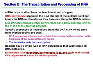 Section B: The Transcription and Processing of RNA
Section B: The Transcription and Processing of RNA
• mRNA is transcribed from the template strand of a gene.
• RNA polymerase separates the DNA strands at the suitable point and
bonds the RNA nucleotides as they base-pair along the DNA template.
• Like DNA polymerases, RNA polymerases can add nucleotides only to
the 3’ end of the growing polymer.
• Specific sequences of nucleotides along the DNA mark where gene
transcription begins and ends.
– RNA polymerase attaches and initiates transcription at the promoter, at the
beginning of the transcription unit (gene).
– The terminator ends the transcription.
• Bacteria have a single type of RNA polymerase that synthesizes all
RNA molecules.
• Eukaryotes have three RNA polymerases (
three RNA polymerases (I, II
I, II, and
, and III
III)
) in their nuclei.
RNA polymerase II is used for mRNA synthesis.
 