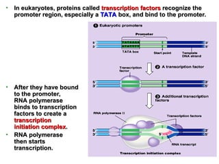• In eukaryotes, proteins called
In eukaryotes, proteins called transcription
transcription factors
factors recognize the
recognize the
promoter region, especially a
promoter region, especially a TATA
TATA box, and bind to the promoter.
box, and bind to the promoter.
• After they have bound
After they have bound
to the promoter,
to the promoter,
RNA polymerase
RNA polymerase
binds to transcription
binds to transcription
factors to create a
factors to create a
transcription
transcription
initiation complex
initiation complex.
.
• RNA polymerase
RNA polymerase
then starts
then starts
transcription.
transcription.
 