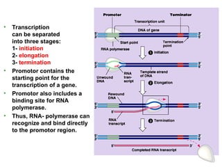 28
• Transcription
can be separated
into three stages:
1- initiation
2- elongation
3- termination
• Promotor contains the
starting point for the
transcription of a gene.
• Promotor also includes a
binding site for RNA
polymerase.
• Thus, RNA- polymerase can
recognize and bind directly
to the promotor region.
 