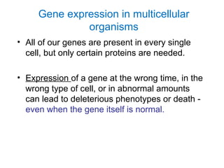 Gene expression in multicellular
organisms
• All of our genes are present in every single
cell, but only certain proteins are needed.
• Expression of a gene at the wrong time, in the
wrong type of cell, or in abnormal amounts
can lead to deleterious phenotypes or death -
even when the gene itself is normal.
 