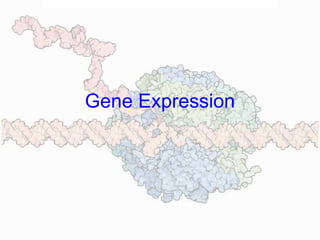 Gene Expression
 