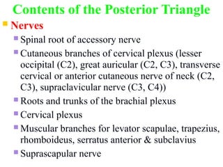 Part-VIIII Triangles of the Neck anatomy | PPT