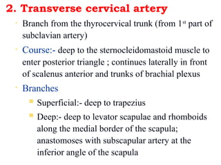 Part-VIIII Triangles of the Neck anatomy | PPT