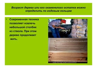 Возраст дерева или его окаменелого остатка можно
определить по годовым кольцам
• Современная техника
позволяет извлечь
небольшой столбик
из ствола. При этом
дерево продолжает
жить.
 