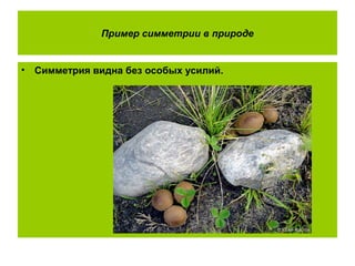 Пример симметрии в природе
• Симметрия видна без особых усилий.
 