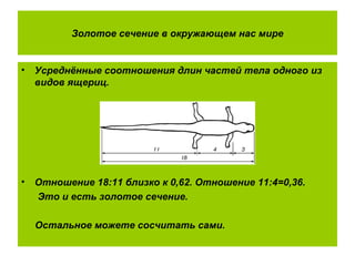 Золотое сечение в окружающем нас мире
• Усреднённые соотношения длин частей тела одного из
видов ящериц.
• Отношение 18:11 близко к 0,62. Отношение 11:4=0,36.
Это и есть золотое сечение.
Остальное можете сосчитать сами.
 