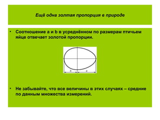 Ещё одна золтая пропорция в природе
• Соотношение a и b в усреднённом по размерам птичьем
яйце отвечает золотой пропорции.
• Не забывайте, что все величины в этих случаях – средние
по данным множества измерений.
 