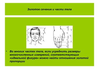Золотое сечение и части тела
• Во многих частях тела, если усреднить размеры
многочисленных измерений, соответствующих
«идеальной фигуре» можно найти отношения золотой
пропорции
 