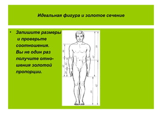 Идеальная фигура и золотое сечение
• Запишите размеры
и проверьте
соотношения.
Вы не один раз
получите отно-
шения золотой
пропорции.
 
