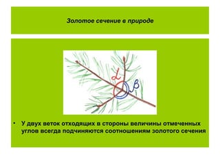 Золотое сечение в природе
• У двух веток отходящих в стороны величины отмеченных
углов всегда подчиняются соотношениям золотого сечения
 