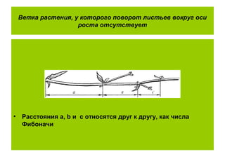 Ветка растения, у которого поворот листьев вокруг оси
роста отсутствует
• Расстояния a, b и c относятся друг к другу, как числа
Фибоначи
 