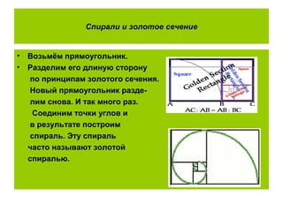 Спирали и золотое сечение
• Возьмём прямоугольник.
• Разделим его длиную сторону
по принципам золотого сечения.
Новый прямоугольник разде-
лим снова. И так много раз.
Соединим точки углов и
в результате построим
спираль. Эту спираль
часто называют золотой
спиралью.
 