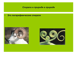 Спирали в природе в природе
• Это логарифмические спирали
 