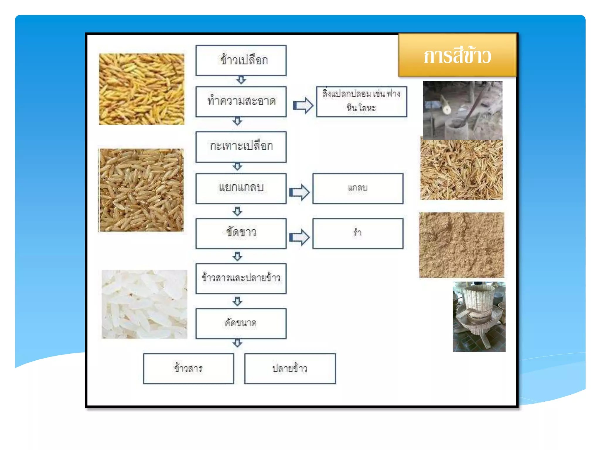 การสีข้าว
 