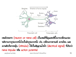 เซลล์ประสาท (neuron or nerve cell) เป็นเซลล์ที่มีคุณสมบัติในการเปลี่ยนแปลง
พลังงานจากรูปแบบหนึ่งไปเป็นอีกรูปแบบหนึ่ง เช่น เปลี่ยนจากสารเคมี ความร้อน และ
ความดันที่มากระตุ้น (stimulus) ให้เป็นสัญญาณไฟฟ้า (electrical signal) ที่เรียกว่า
nerve impulse หรือ action potential
คุณครูธันยมลธ์ จตุรวิทย์กุล 10กลุ่มสาระวิทยาศาสตร์ โรงเรียนสตรีวิทยา
 