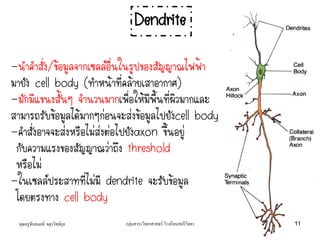 Dendrite
-นาคาสั่ง/ข้อมูลจากเซลล์อื่นในรูปของสัญญาณไฟฟ้า
มายัง cell body (ทาหน้าที่คล้ายเสาอากาศ)
-มักมีแขนงสั้นๆ จานวนมากเพื่อให้มีพื้นที่ผิวมากและ
สามารถรับข้อมูลได้มากๆก่อนจะส่งข้อมูลไปยังcell body
-คาสั่งอาจจะส่งหรือไม่ส่งต่อไปยังaxon ขึ้นอยู่
กับความแรงของสัญญาณว่าถึง threshold
หรือไม่
-ในเซลล์ประสาทที่ไม่มี dendrite จะรับข้อมูล
โดยตรงทาง cell body
คุณครูธันยมลธ์ จตุรวิทย์กุล 11กลุ่มสาระวิทยาศาสตร์ โรงเรียนสตรีวิทยา
 
