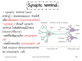 - synaptic terminal (axon
ending) : ส่วนปลายของaxon ทาหน้าที่
หลั่งสารสื่อประสาท (neurotransmitter)
-synapse : บริเวณที่ synaptic
terminal ไปสัมผัสกับเซลล์เป้าหมาย
(neuron/effector)
-เซลล์ที่ส่งสัญญาณเรียก presynaptic
cell
-เซลล์เป้าหมายเรียก postsynaptic cell
(จะมี receptor ต่อneurotransmitter
ของ presynaptic cell)
Synaptic terminal
คุณครูธันยมลธ์ จตุรวิทย์กุล 14กลุ่มสาระวิทยาศาสตร์ โรงเรียนสตรีวิทยา
 