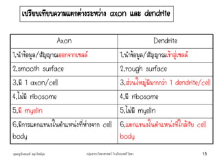 เปรียบเทียบความแตกต่างระหว่าง axon และ dendrite
Axon Dendrite
1.นาข้อมูล/สัญญาณออกจากเซลล์ 1.นาข้อมูล/สัญญาณเข้าสู่เซลล์
2.smooth surface 2.rough surface
3.มี 1 axon/cell 3.ส่วนใหญ่มีมากกว่า 1 dendrite/cell
4.ไม่มี ribosome 4.มี ribosome
5.มี myelin 5.ไม่มี myelin
6.มีการแตกแขนงในตาแหน่งที่ห่างจาก cell
body
6.แตกแขนงในตาแหน่งที่ใกล้กับ cell
body
คุณครูธันยมลธ์ จตุรวิทย์กุล 15กลุ่มสาระวิทยาศาสตร์ โรงเรียนสตรีวิทยา
 