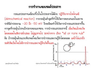 การทางานของเซลล์ประสาท
กระแสประสาทเคลื่อนที่ไปในใยประสาทได้ด้วย ปฏิกิริยาทางไฟฟ้าเคมี
(eletrochemical reaction) การกระตุ้นต่าสุดที่ทาให้เกิดการตอบสนองในสภาพ
ปกติมีค่าประมาณ -30 ถึง ‟50 mV จึงจะมีผลทาให้เกิดการนากระแสประสาทขึ้น
จากจุดที่กระตุ้นไปจนถึงปลายของแอกซอน การนากระแสประสาทนี้ เมื่อเกิดแล้วจะเกิด
โดยตลอดในอัตราสม่าเสมอ ไม่สูญหายไป ระหว่างทาง เรียก “all or none rule”
คือ ถ้ากระตุ้นด้วยแรงเพียงพอก็จะเกิดการนากระแสความรู้สึกโดยตลอด แต่ถ้าไม่แรงถึง
ระดับขีดเริ่มก็จะไม่มีการนากระแสความรู้สึกเกิดขึ้นเลย
คุณครูธันยมลธ์ จตุรวิทย์กุล 20กลุ่มสาระวิทยาศาสตร์ โรงเรียนสตรีวิทยา
 