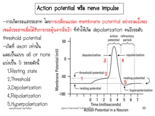 Action potential หรือ nerve impulse
-การเกิดกระแสประสาท โดยการเปลี่ยนแปลง membrane potential อย่างรวดเร็วของ
เซลล์ประสาทเมื่อได้รับการกระตุ้นจากสิ่งเร้า ที่ทาให้เกิด depolarization จนถึงระดับ
threshold potential
-เกิดที่ axon เท่านั้น
และเป็นแบบ all or none
แบ่งเป็น 5 ระยะดังนี้
1.Resting state
2.Threshold
3.Depolarization
4.Repolarization
5.Hyperpolarization
1
2
3 4
5
คุณครูธันยมลธ์ จตุรวิทย์กุล 22กลุ่มสาระวิทยาศาสตร์ โรงเรียนสตรีวิทยา
 