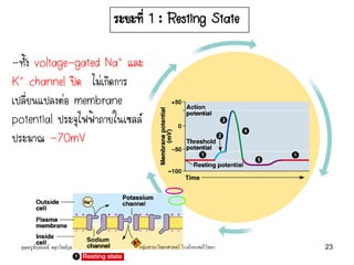 ระยะที่ 1 : Resting State
-ทั้ง voltage-gated Na+ และ
K+ channel ปิด ไม่เกิดการ
เปลี่ยนแปลงต่อ membrane
potential ประจุไฟฟ้าภายในเซลล์
ประมาณ -70mV
คุณครูธันยมลธ์ จตุรวิทย์กุล 23กลุ่มสาระวิทยาศาสตร์ โรงเรียนสตรีวิทยา
 