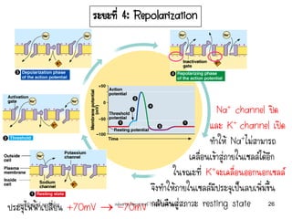 ระยะที่ 4: Repolarization
Na+ channel ปิด
และ K+ channel เปิด
ทาให้ Na+ไม่สามารถ
เคลื่อนเข้าสู่ภายในเซลล์ได้อีก
ในขณะที่ K+จะเคลื่อนออกนอกเซลล์
จึงทาให้ภายในเซลล์มีประจุเป็นลบเพิ่มขึ้น
กลับคืนสู่สภาวะ resting stateประจุไฟฟ้าเปลี่ยน +70mV  -70mVคุณครูธันยมลธ์ จตุรวิทย์กุล 26กลุ่มสาระวิทยาศาสตร์ โรงเรียนสตรีวิทยา
 
