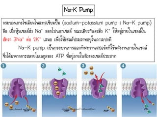Na‟K Pump
กระบวนการโซเดียมโพแทสเซียมปั๊ม (sodium-potassium pump : Na-K pump)
คือ เยื่อหุ้มเซลล์ส่ง Na+ ออกไปนอกเซลล์ ขณะเดียวกันจะดึง K+ ให้อยู่ภายในเซลล์ใน
อัตรา 3Na+ ต่อ 2K+ เสมอ เพื่อให้เซลล์ประสาทอยู่ในภาวะปกติ
Na-K pump เป็นกระบวนการแอกทิฟทรานสปอร์ตที่ใช้พลังงานภายในเซลล์
ซึ่งได้มาจากการสลายโมเลกุลของ ATP ที่อยู่ภายในผิวของเซลล์ประสาท
คุณครูธันยมลธ์ จตุรวิทย์กุล 28กลุ่มสาระวิทยาศาสตร์ โรงเรียนสตรีวิทยา
 