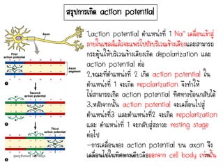 สรุปการเกิด action potential
1.action potential ตาแหน่งที่ 1 Na+ เคลื่อนเข้าสู่
ภายในเซลล์แล้วจะแพร่ไปยังบริเวณข้างเคียงและสามารถ
กระตุ้นให้บริเวณข้างเคียงเกิด depolarization และ
action potential ต่อ
2.ขณะที่ตาแหน่งที่ 2 เกิด action potential ใน
ตาแหน่งที่ 1 จะเกิด repolarization จึงทาให้
ไม่สามารถเกิด action potential ทิศทางย้อนกลับได้
3.หลังจากนั้น action potential จะเคลื่อนไปสู่
ตาแหน่งที่3 และตาแหน่งที่2 จะเกิด repolarization
และ ตาแหน่งที่ 1 จะกลับสู่สภาวะ resting stage
ต่อไป
-การเคลื่อนของ action potential บน axon จึง
เคลื่อนไปในทิศทางเดียวคือออกจาก cell body เท่านั้นคุณครูธันยมลธ์ จตุรวิทย์กุล 29กลุ่มสาระวิทยาศาสตร์ โรงเรียนสตรีวิทยา
 