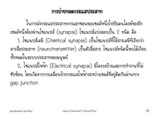 คุณครูธันยมลธ์ จตุรวิทย์กุล กลุ่มสาระวิทยาศาสตร์ โรงเรียนสตรีวิทยา 31
ในการส่งกระแสประสาทจากแอกซอนของเซลล์หนึ่งไปยังเดนไดรต์ของอีก
เซลล์หนึ่งต้องผ่านไซแนปส์ (synapse) ไซแนปส์แบ่งออกเป็น 2 ชนิด คือ
1. ไซแนปส์เคมี (Chemical synapse) เป็นไซแนปส์ที่ใช้สารเคมีที่เรียกว่า
สารสื่อประสาท (neurotransmitter) เป็นตัวสื่อสาร ไซแนปส์ชนิดนี้พบได้เกือบ
ทั้งหมดในระบบประสาทของมนุษย์
2. ไซแนปส์ไฟฟ้า (Electrical synapse) มีโครงสร้างและการทางานที่ไม่
ซับซ้อน โดยเกิดจากการเคลื่อนย้ายกระแสไฟฟ้าระหว่างเซลล์ที่อยู่ติดกันผ่านทาง
gap junction
การถ่ายทอดกระแสประสาท
 
