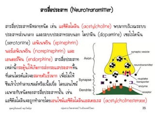 คุณครูธันยมลธ์ จตุรวิทย์กุล กลุ่มสาระวิทยาศาสตร์ โรงเรียนสตรีวิทยา 35
สารสื่อประสาทมีหลายชนิด เช่น แอซิติลโคลีน (acetylcholine) พบมากบริเวณระบบ
ประสาทส่วนกลาง และระบบประสาทรอบนอก โดปามีน (dopamine) เซอโรโตนิน
(serotonine) เอพิเนฟริน (epinephrin)
นอร์เอพิเนฟริน (norepinephrin) และ
เอนดอร์ฟิน (endorphine) สารสื่อประสาท
เหล่านี้กระตุ้นให้เกิดการส่งกระแสประสาทขึ้น
ที่เดนไดรต์แล้วจะสลายตัวเร็วมาก เพื่อไม่ให้
ซึมเข้าไปทาลายเซลล์หรือเนื้อเยื่อ โดยเอนไซม์
เฉพาะกับชนิดของสารสื่อประสาทนั้น เช่น
แอซิติลโคลีนจะถูกทาลายโดยเอนไซม์แอซิติลโคลีนเอสเตอเรส (acetylcholinesterase)
สารสื่อประสาท (Neurotransmitter)
 