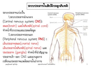 ระบบประสาทแบ่งเป็น
1.ระบบประสาทส่วนกลาง
(Central nervous system; CNS):
สมอง(brain) และไขสันหลัง(spinal cord)
ทาหน้าที่รวบรวมและแปลผลข้อมูล
2.ระบบประสาทรอบนอก
(Peripheral nervous system; PNS) :
เส้นประสาทสมอง(cranial nerve)
เส้นประสาทไขสันหลัง(spinal nerve) และ
ปมประสาท (ganglia) ทาหน้าที่นาสัญญาณ
ประสาทเข้า-ออก CNS และควบคุมการ
เปลี่ยนแปลงสภาพแวดล้อมภายในร่างกาย
ระบบประสาทในสัตว์มีกระดูกสันหลัง
คุณครูธันยมลธ์ จตุรวิทย์กุล 5กลุ่มสาระวิทยาศาสตร์ โรงเรียนสตรีวิทยา
 