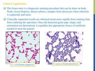 MICROBIOLOGY QUICK LEARN STAINING TECHNIQUES PART I Ms Saajida Sultaana ...