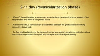 2-11 day (revascularization phase)
 After 4-5 days of healing, anastomoses are established between the blood vessels of the
recipient bed and those in the grafted tissue.
 At the same time, a fibrous union is established between the graft and the underlying
connective tissue bed .
 If a free graft is placed over the denuded root surface, apical migration of epithelium along
the tooth-facing surface of the graft may take place at this stage of healing.
 