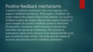 Positive feedback mechanisms
A positive feedback mechanism is the exact opposite of a
negative feedback mechanism. With negative feedback, the
output reduces the original effect of the stimulus. In a positive
feedback system, the output enhances the original stimulus. A
good example of a positive feedback system is child birth.
During labor, a hormone called oxytocin is released that
intensifies and speeds up contractions. The increase in
contractions causes more oxytocin to be released and the cycle
goes on until the baby is born. The birth ends the release of
oxytocin and ends the positive feedback mechanism.
 