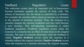 Feedback Regulation Loops
The endocrine system plays an important role in homeostasis
because hormones regulate the activity of body cells. The
release of hormones into the blood is controlled by a stimulus.
For example, the stimulus either causes an increase or a decrease
in the amount of hormone secreted. Then, the response to a
stimulus changes the internal conditions and may itself become
a new stimulus. This self-adjusting mechanism is called
feedback regulation. Feedback regulation occurs when the
response to a stimulus has an effect of some kind on the original
stimulus. The type of response determines what the feedback is
called. Negative feedback occurs when the response to a
stimulus reduces the original stimulus. Positive feedback occurs
when the response to a stimulus increases the original stimulus.
 